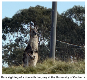 Kangaroo